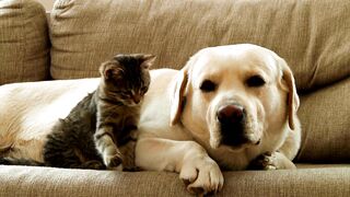 Funny cat And dog