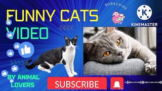 Funny pets