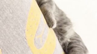 Funny pets