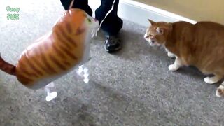 Funny pets