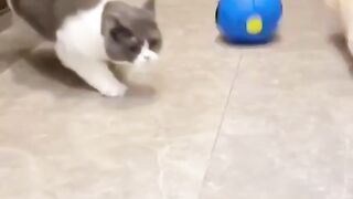 Funny pets