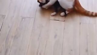 Funny pets