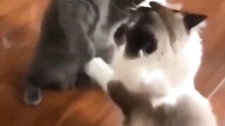 Funny pets