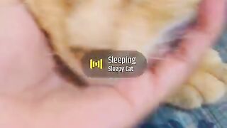 Sleeping cat
