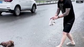 Dog rescue