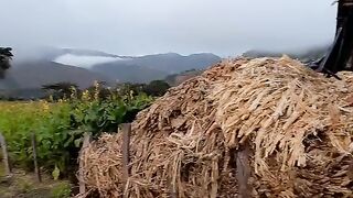 Trabalho na Colômbia praticamente manual a moagem de cana de açúcar