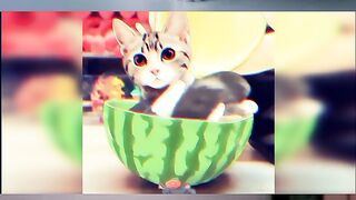 Funny cat