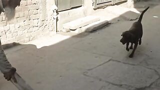 Old man playing with dog