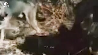 Hawk vs hayena.  Hawk eat live hayena.