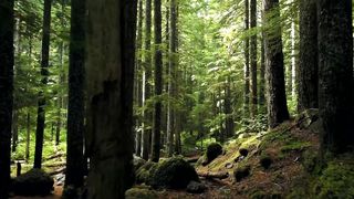 Самые Поразительные Деревья на Нашей Планете