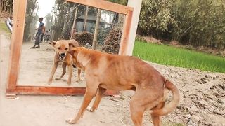 Animal funny video