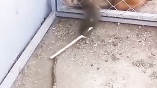 monkey Talent funny video