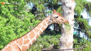 Farm animals, animal sounds: cow, chicken, pig, elephant, duck, cat sounds