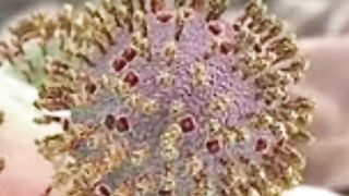 НОВЫЙ ВИРУС КОДИД 2024.БОЛЕЗНЬ Х ТОЛЬКО ФАКТЫ