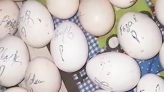 Eggs available