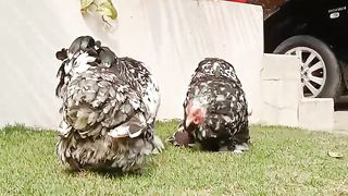 These chargan are pretty beautiful