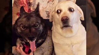 Awesome Funny Animals' Life Videos - Funniest Pets ????