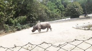 rhinoceros