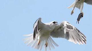 King of sky