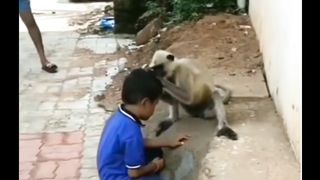 Meme monkey