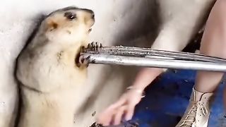 marmotte  LOL