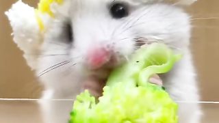 hamster LOL