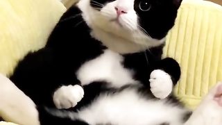 Смешные животные . Славянск обзор переселенцев Смешнай кот.