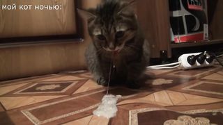 кот блюет