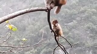 Monkey hanging on a tree branch