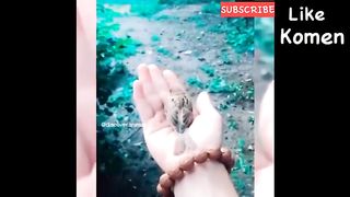 Kumpulan video lucu