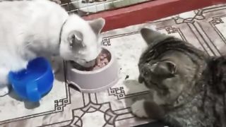 привёл невесту в дом