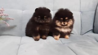 Щенки мини девочки померанского шпица.