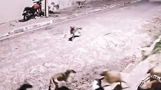 1 cat against these dogs