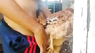 Er cojegallina