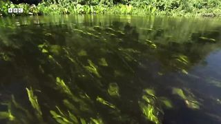 Giant Snail Uses "Snorkel" to Breathe Underwater | How Nature Works | BBC Earth