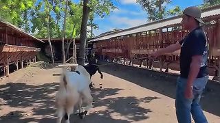Peternak kambing
