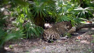 Leopard