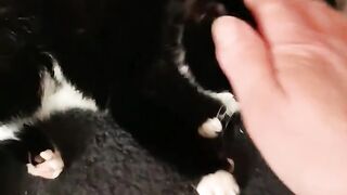кошечка отогрелась и оказалось что это котик.Назвала Кутик