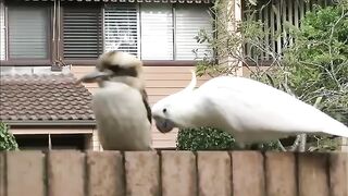 Cockatoo teasing Kookaburra.