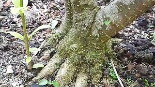 Bonsai beautiful