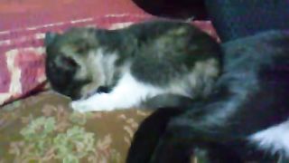котёнок 4 раза пернул.