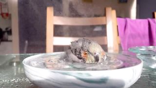 Cockatiel sits in bath with shower on