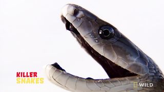 Catching the Deadly Black Mamba _ These Snakes Can Kill You.