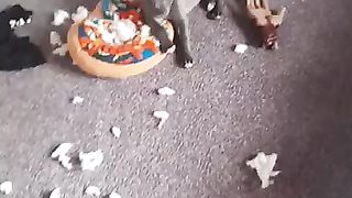 Амстафф щенок, оставил на 5 минут