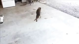 Приколы с енотами