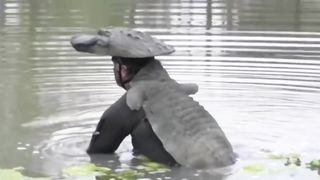 Prank crocodile