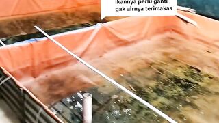 Lama pengendapan air sebelum tebar bibit lele itu tergantung sumber mana yang kalian gunakan❗Fahami karakteristiknya