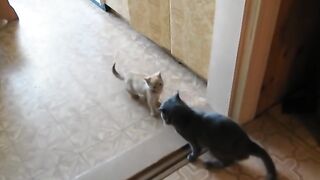 Заступилась за сыночка!!!