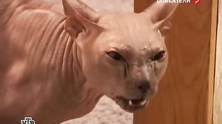 Киса - сорвало башню.