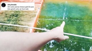 Suhu panas atau dingin yang berlebih Apakah berpengaruh pada budidaya ikan lele❓Apa dampak POSITIF dan NEGATIFNYA❓